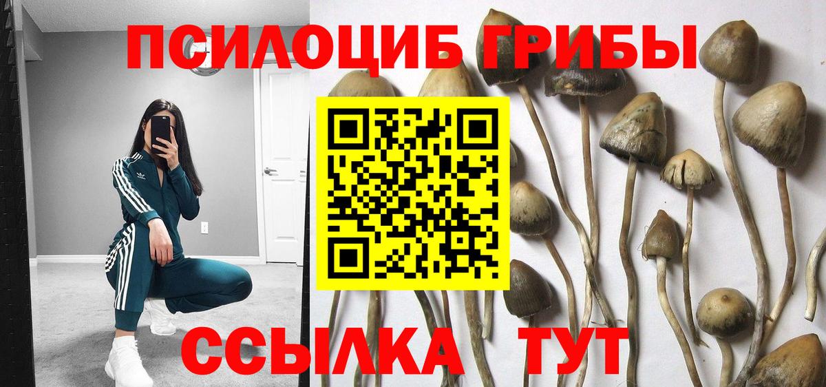 Галлюциногенные грибы Psilocybe  Вход с VPN  Камень-на-Оби 